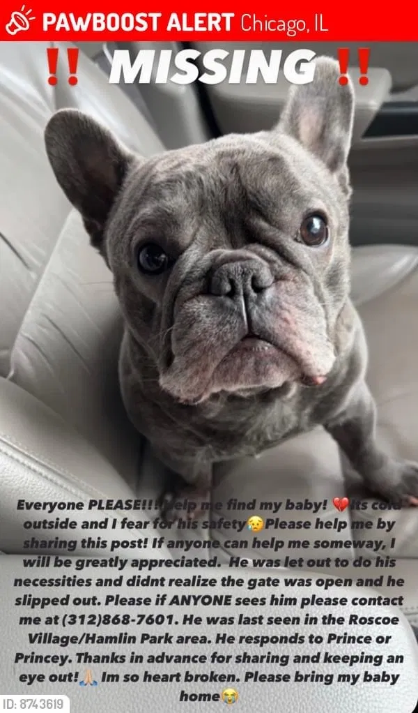 Lost dog in Chicago, IL, 60618