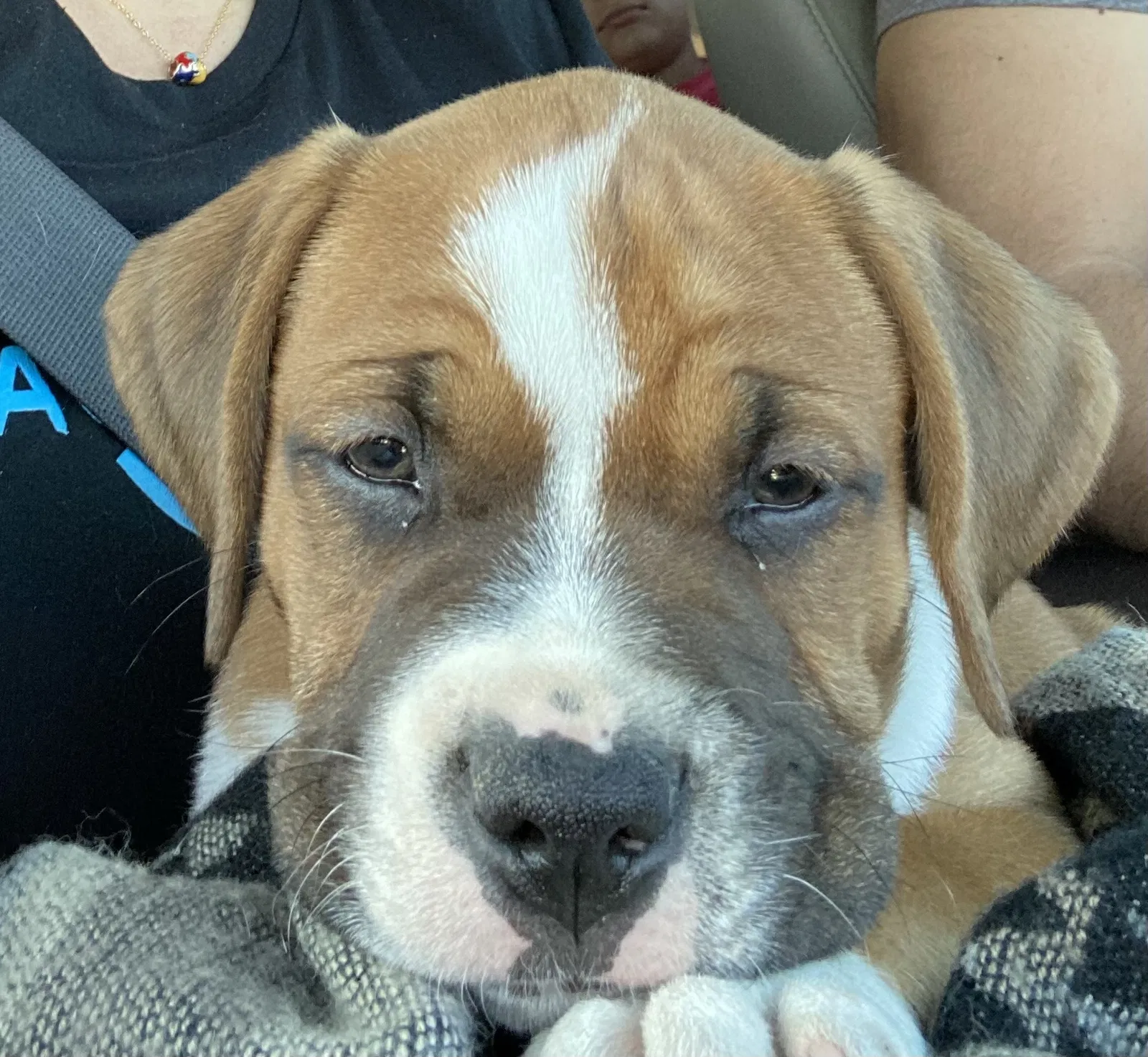 Lost dog in San Antonio, TX, 78230