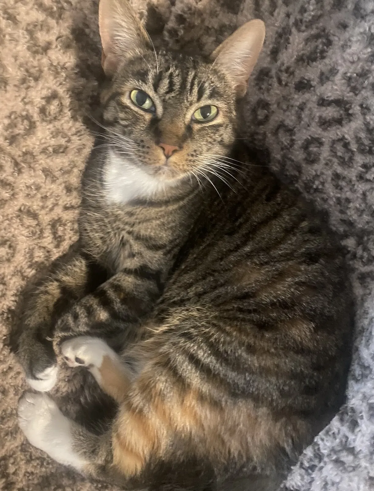 Lost cat in Rohnert Park, CA, 94928