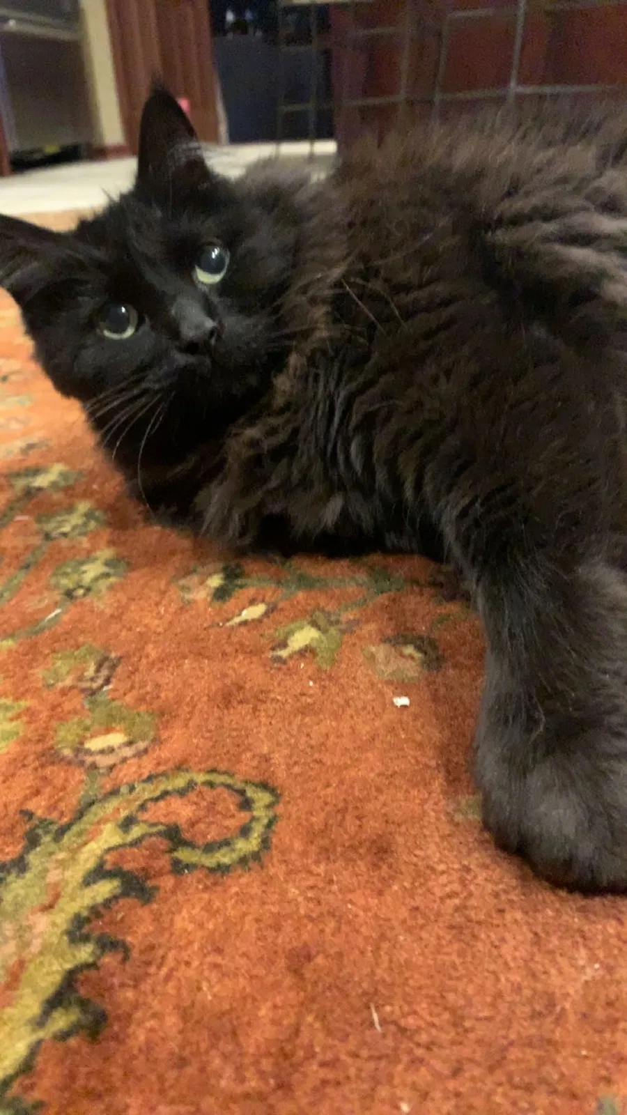 Lost cat in Broadview Heights, OH, 44147