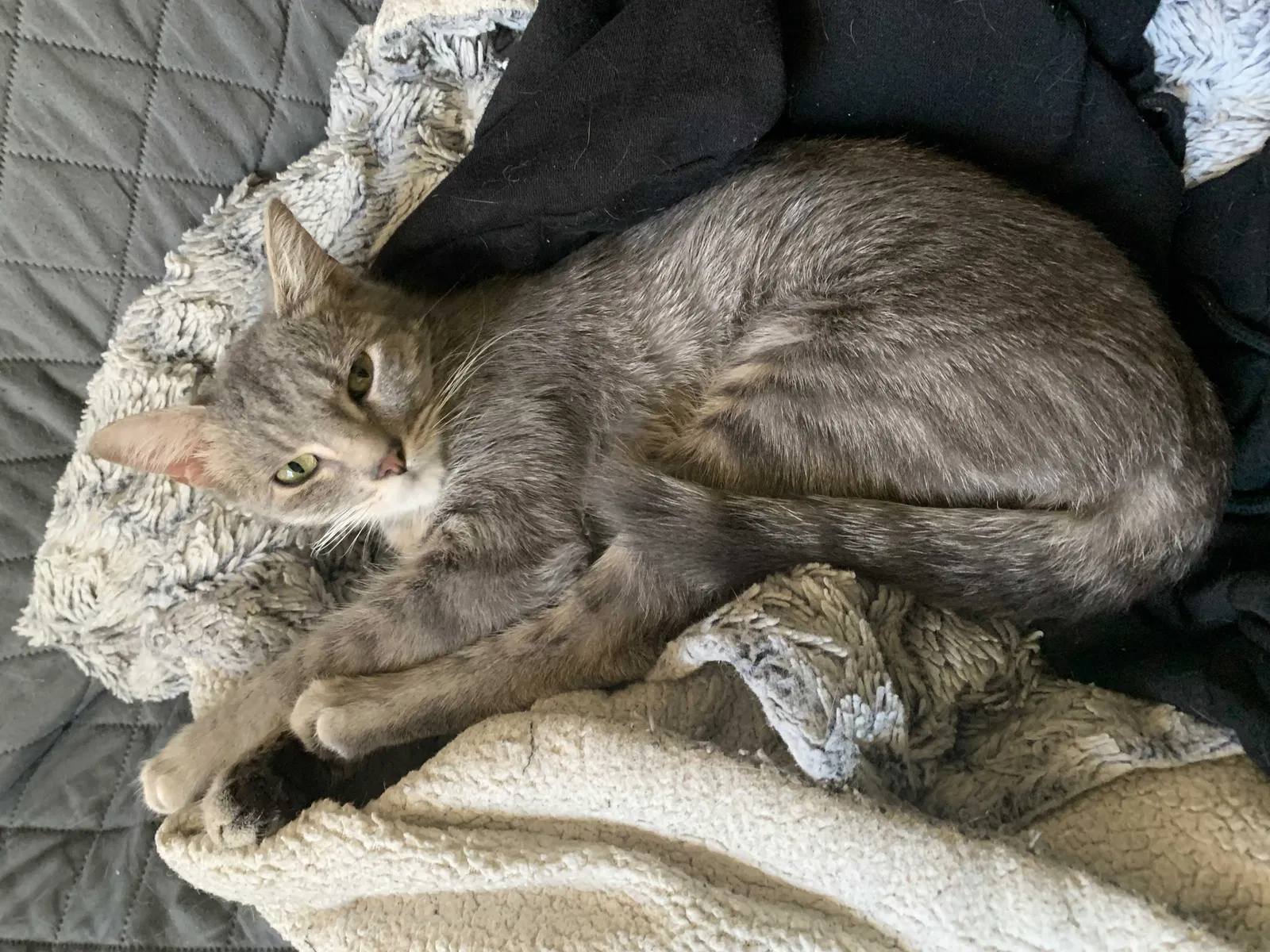 Lost cat in Orlando, FL, 32819