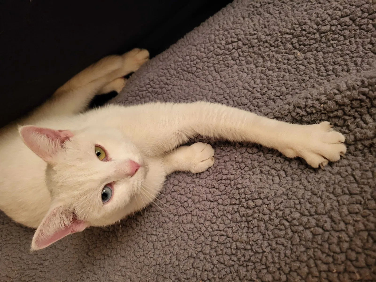 Found cat in Detroit, MI, 48221