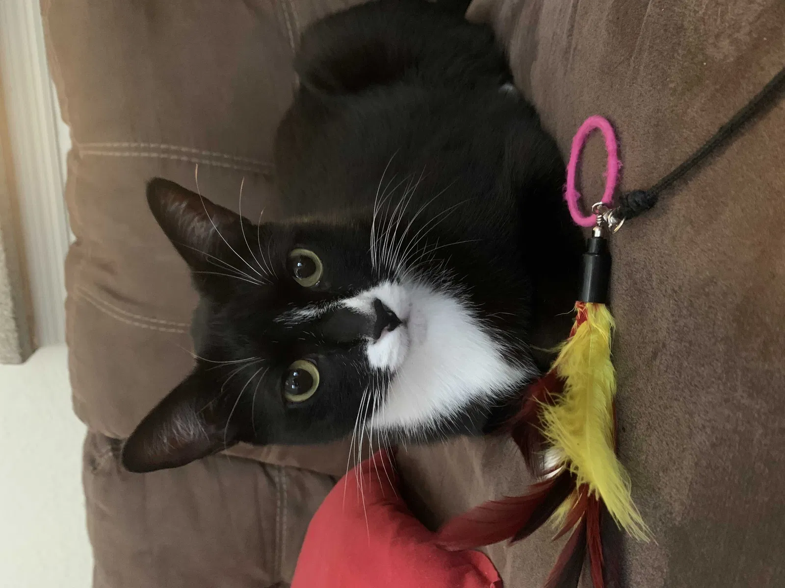 Lost cat in Tampa, FL, 33610