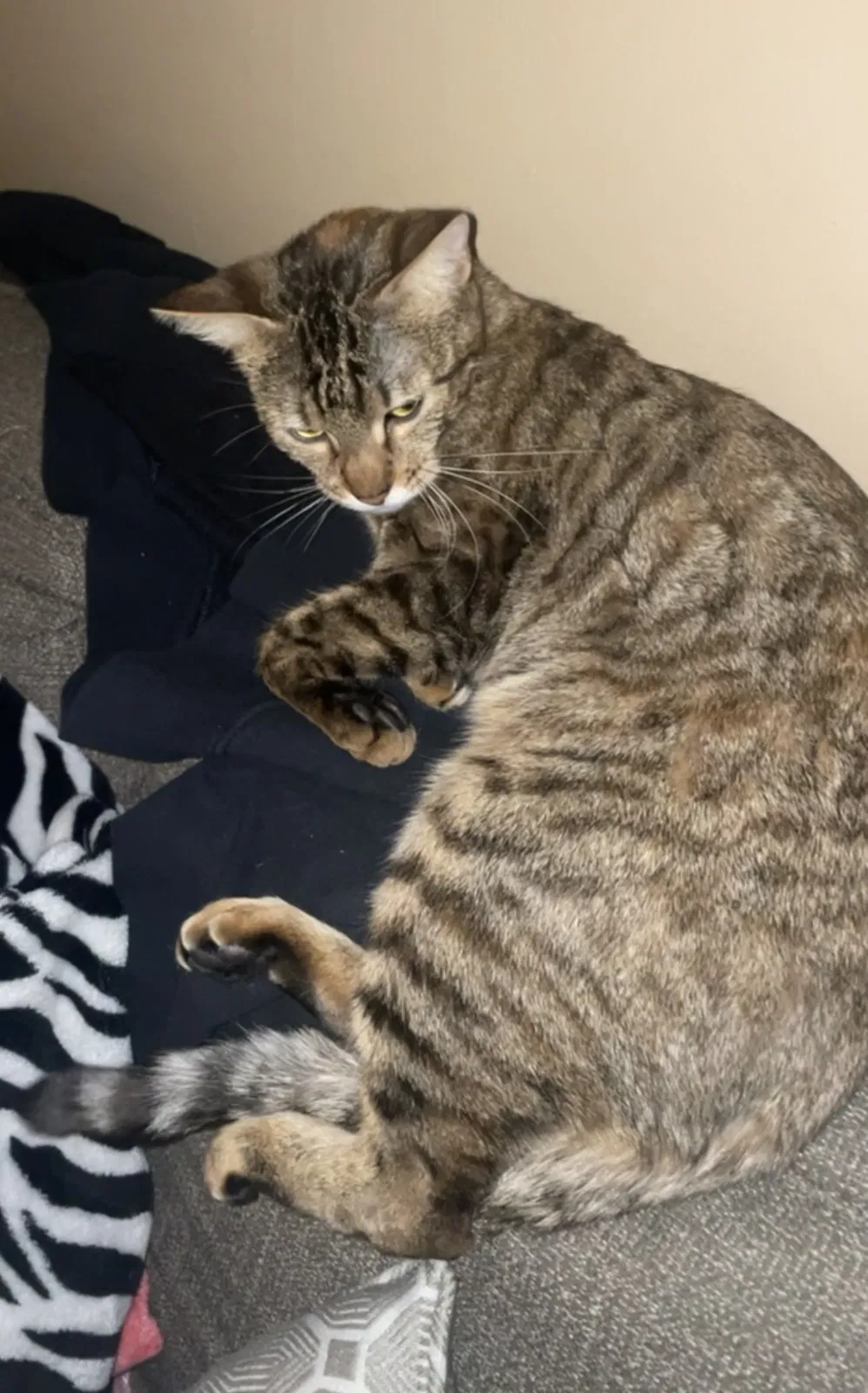 Lost cat in Springfield, MA, 1104