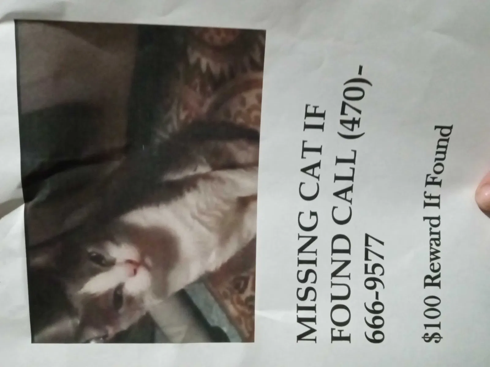 Lost cat in Austell, GA, 30106
