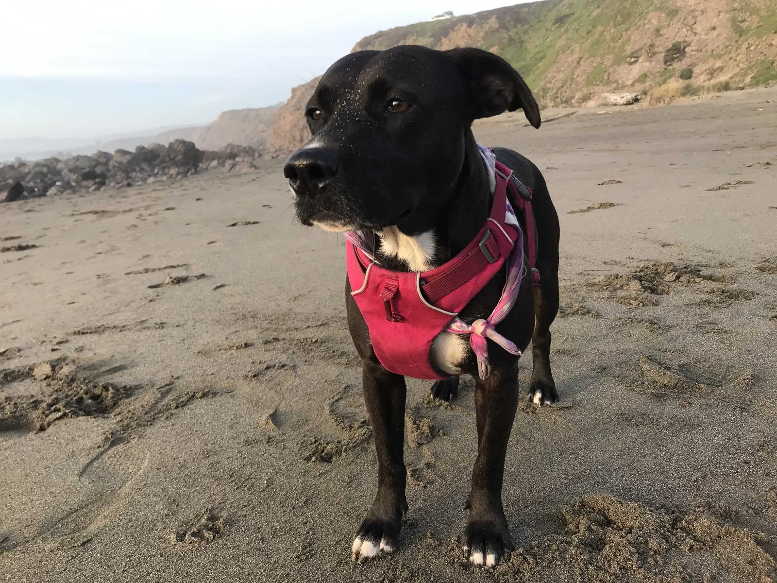 Lost dog in Santa Rosa, CA, 95401