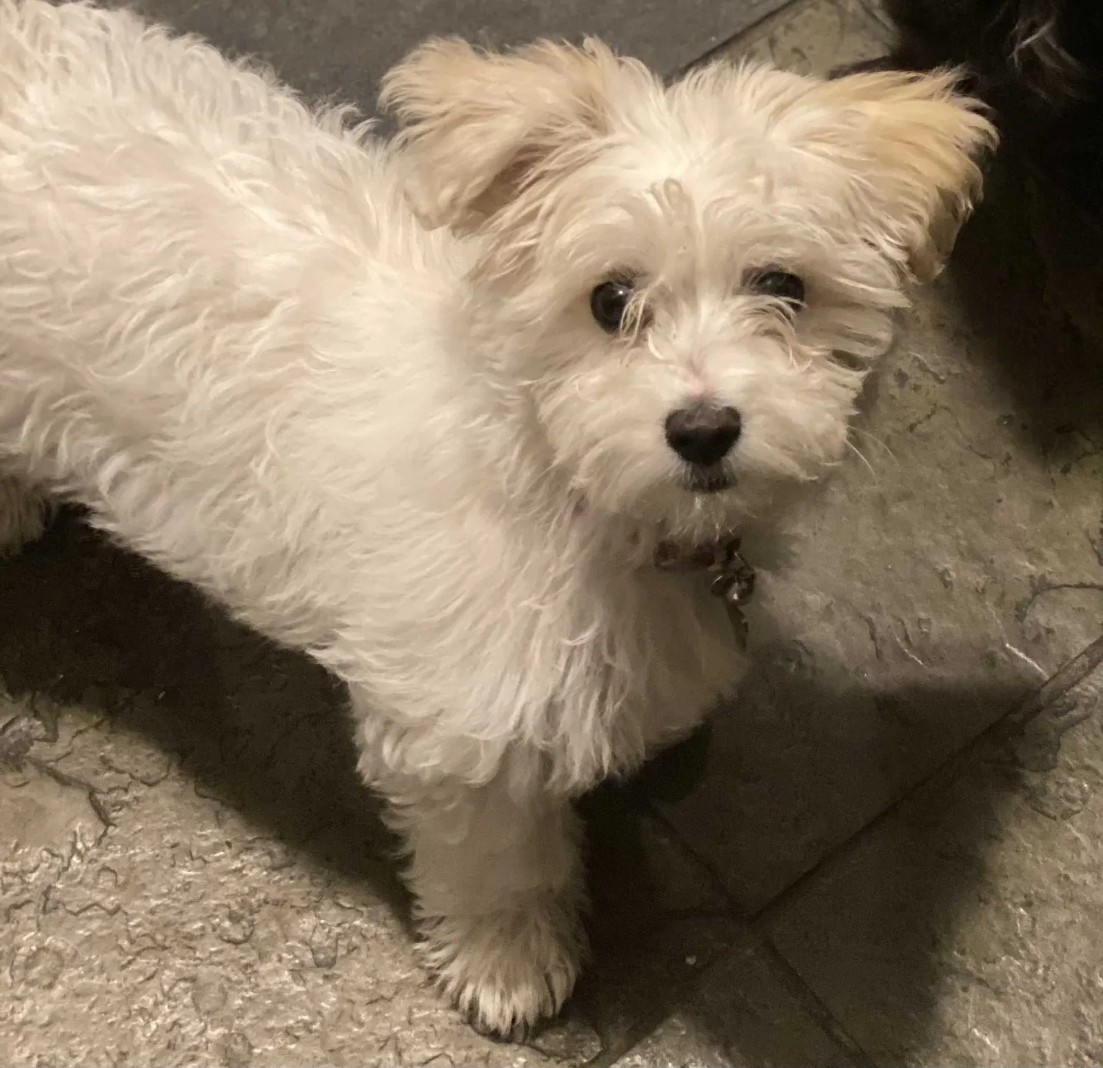 Lost dog in Compton, CA, 90222