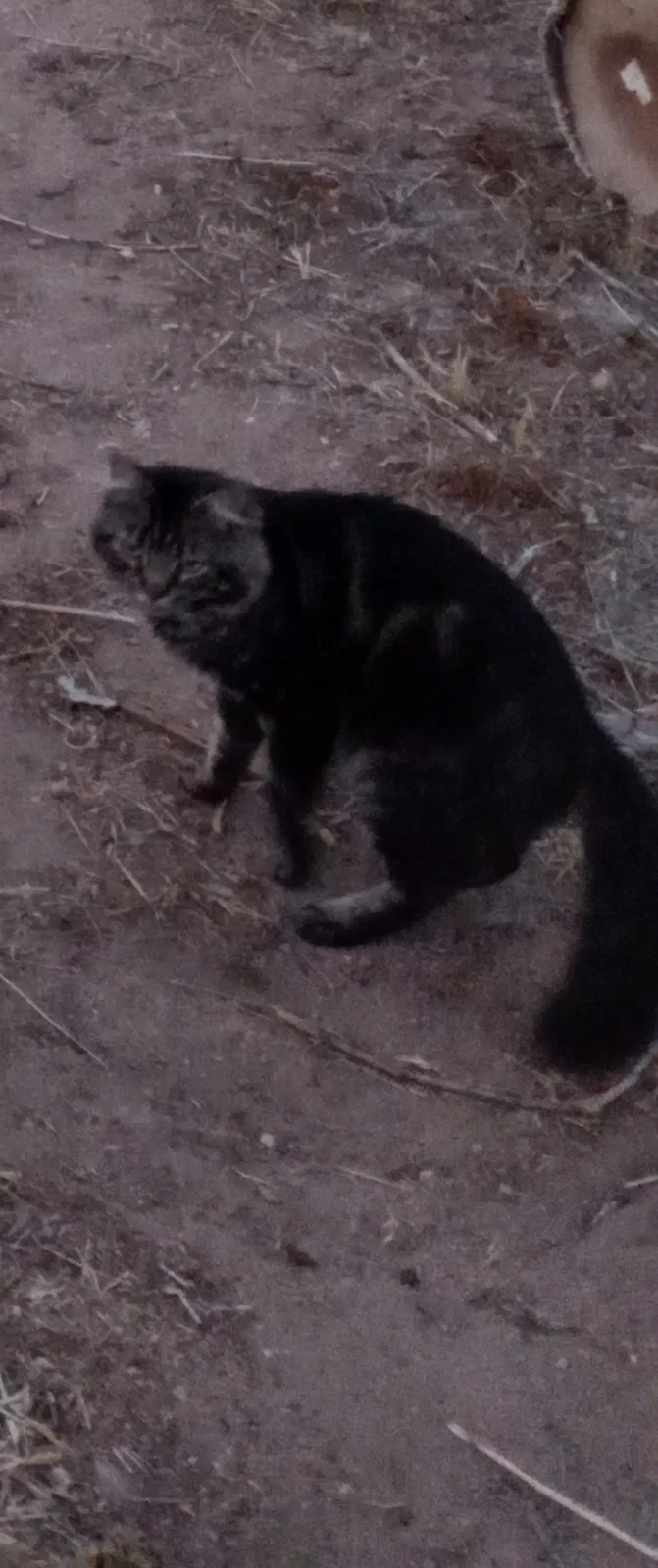 Lost cat in Hesperia, CA, 92345