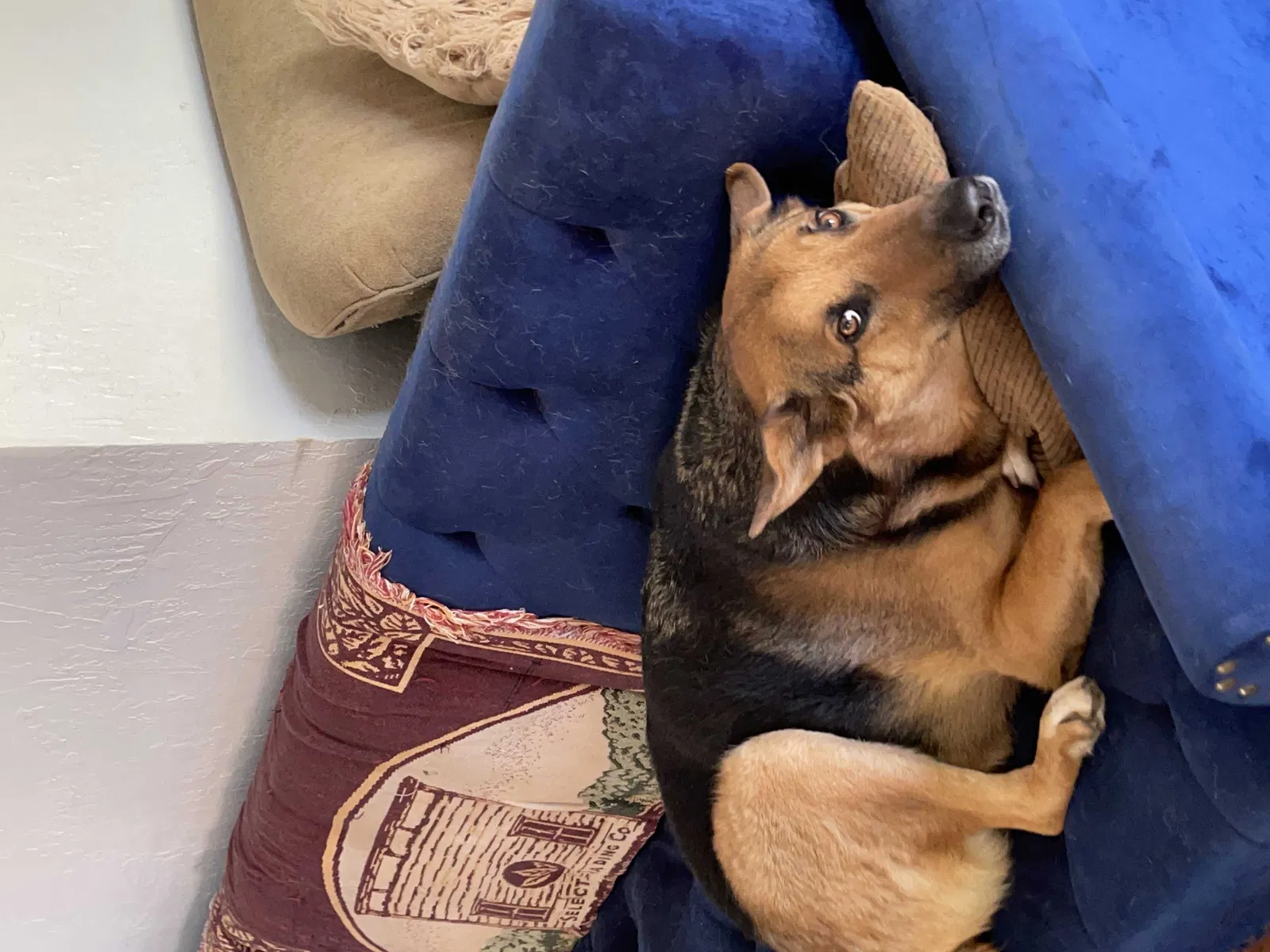 Lost dog in Bethany, OK, 73008
