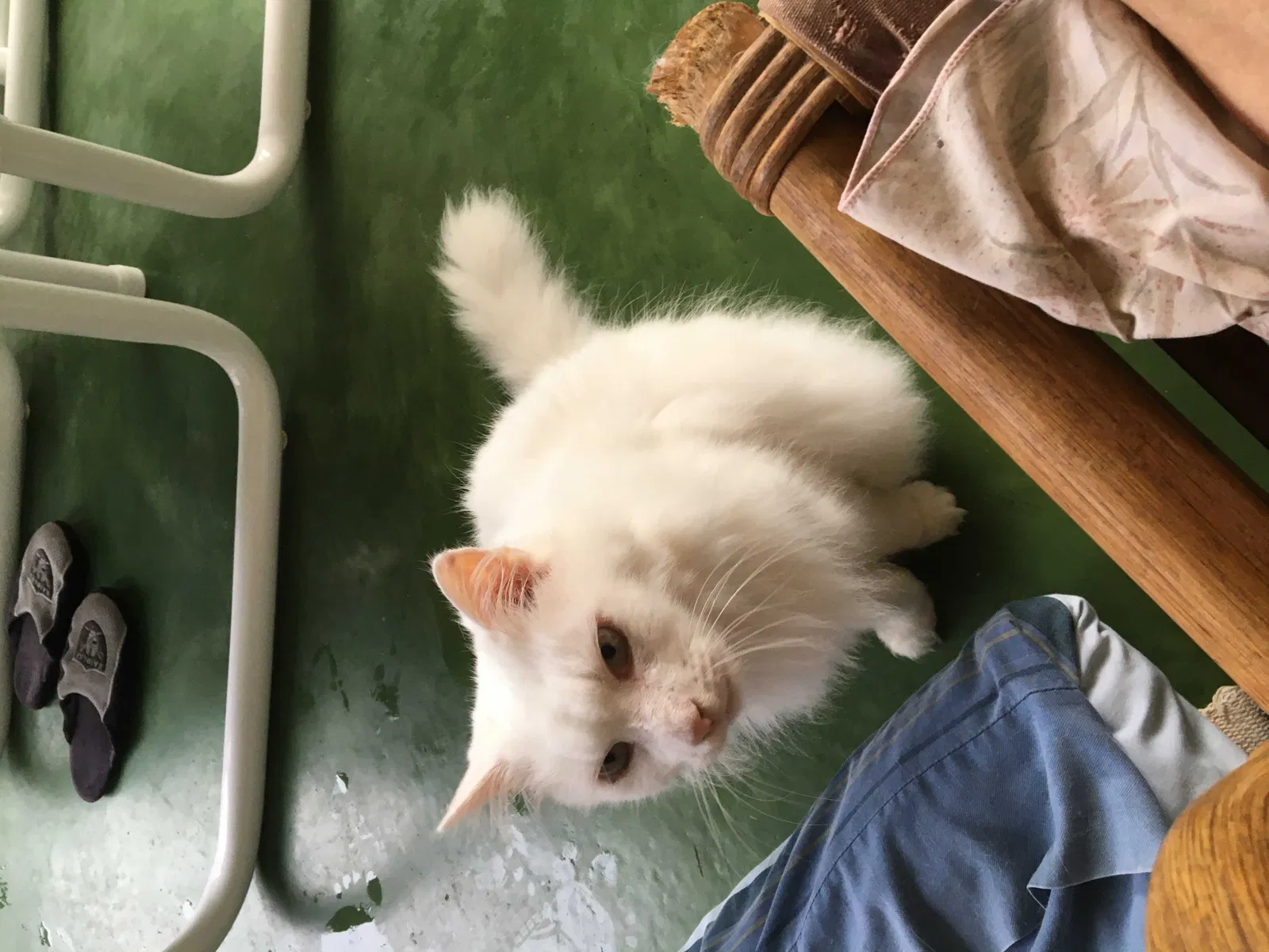 Lost cat in Melbourne, FL, 32904