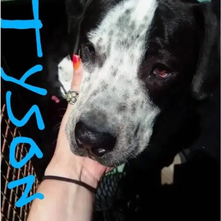 Lost dog in Warrenton, MO, 63383