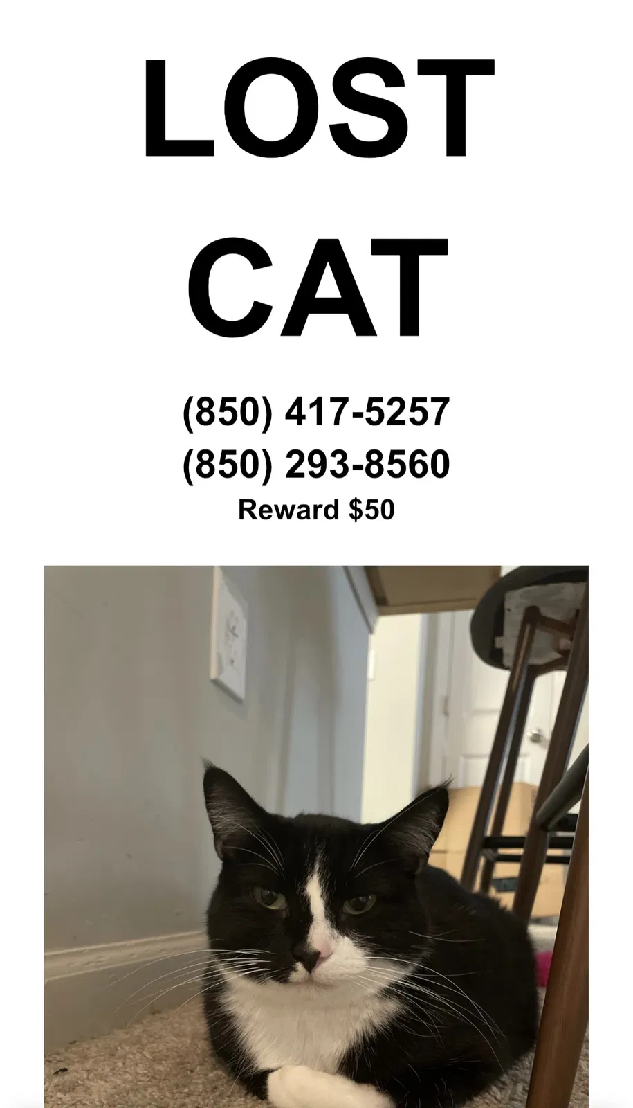 Lost cat in Pensacola, FL, 32526