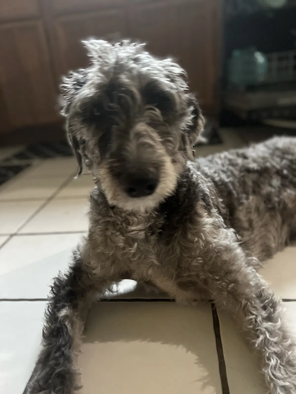 Lost dog in Grand Prairie, TX, 75052