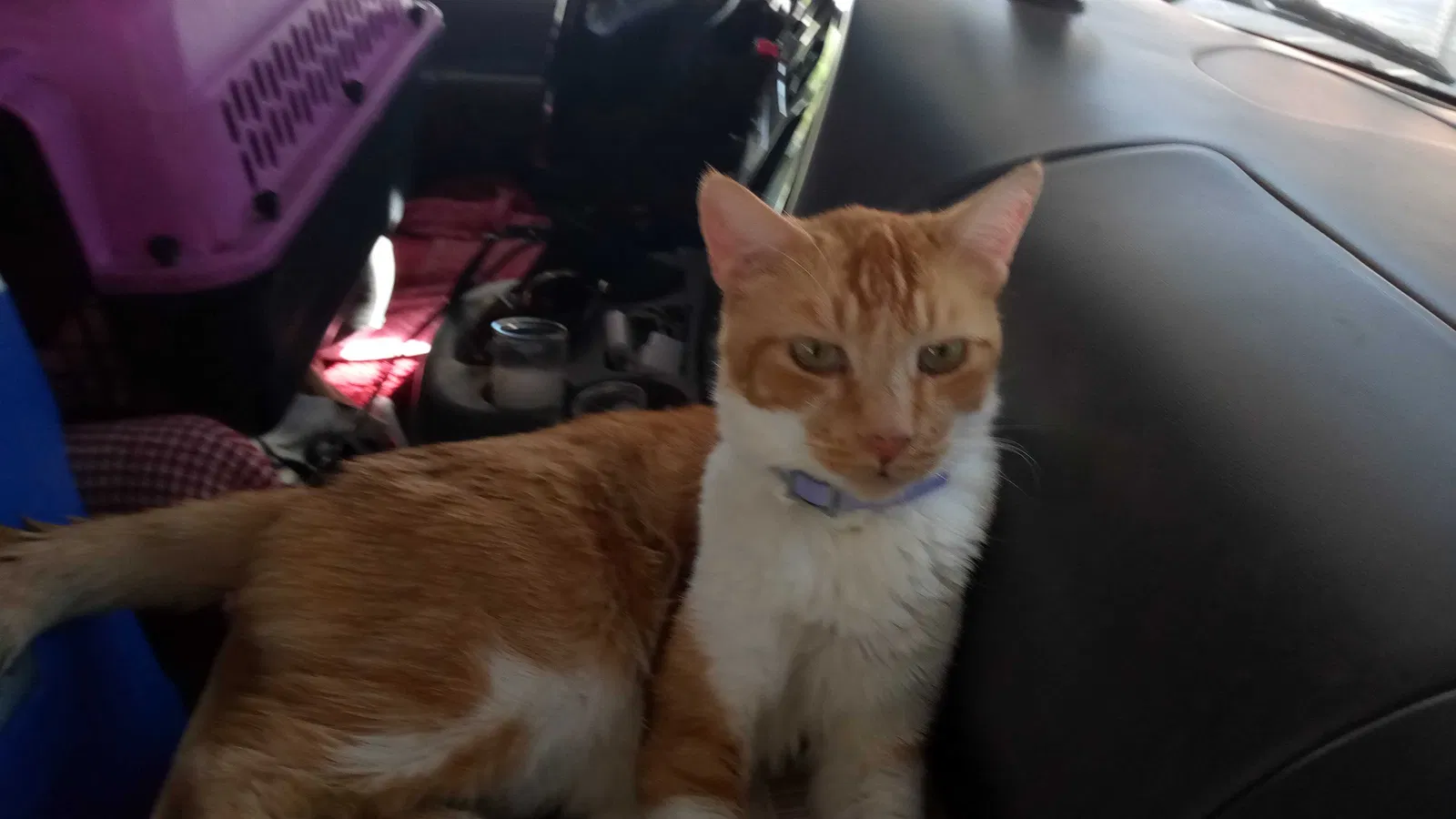 Lost cat in Lancaster, CA, 93535