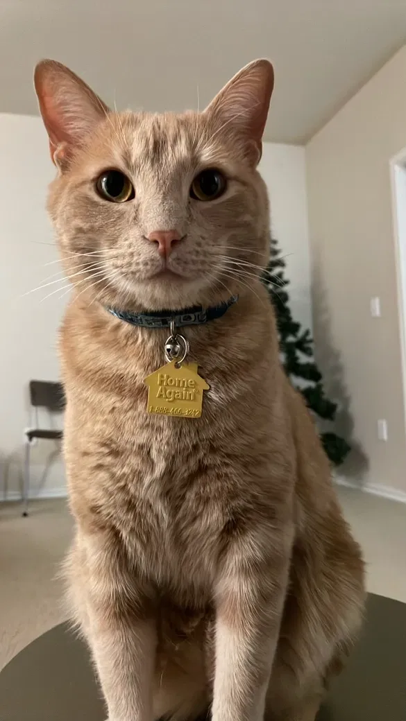 Lost cat in Dallas, TX, 75220