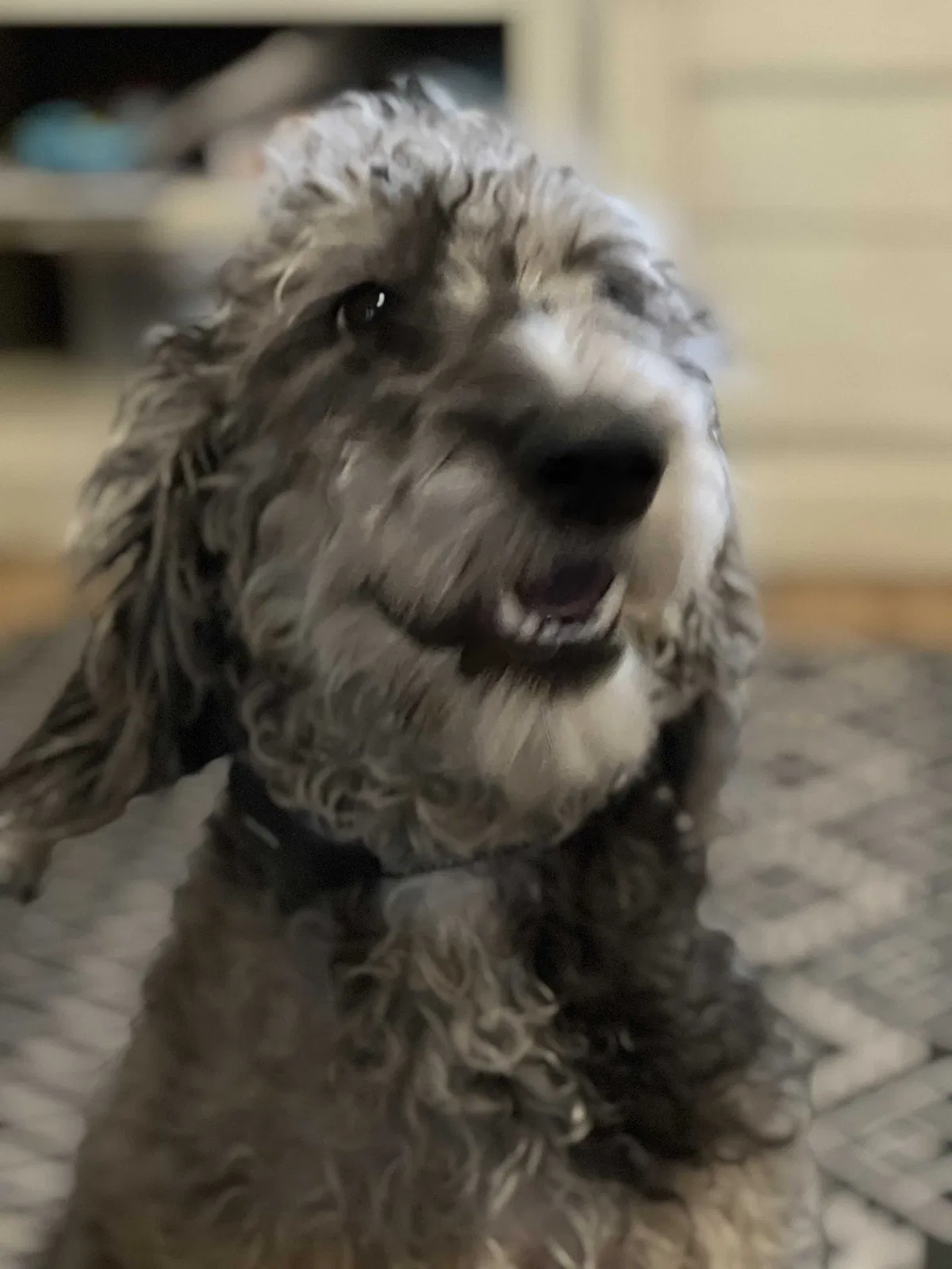 Lost dog in Grand Prairie, TX, 75052