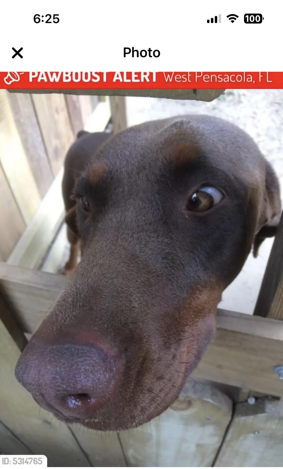 Lost dog in Pensacola, FL, 32505