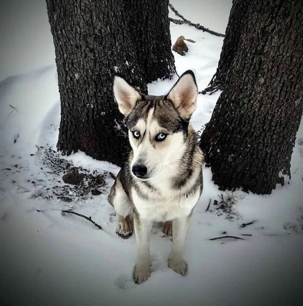 Lost dog in Tulsa, OK, 74110