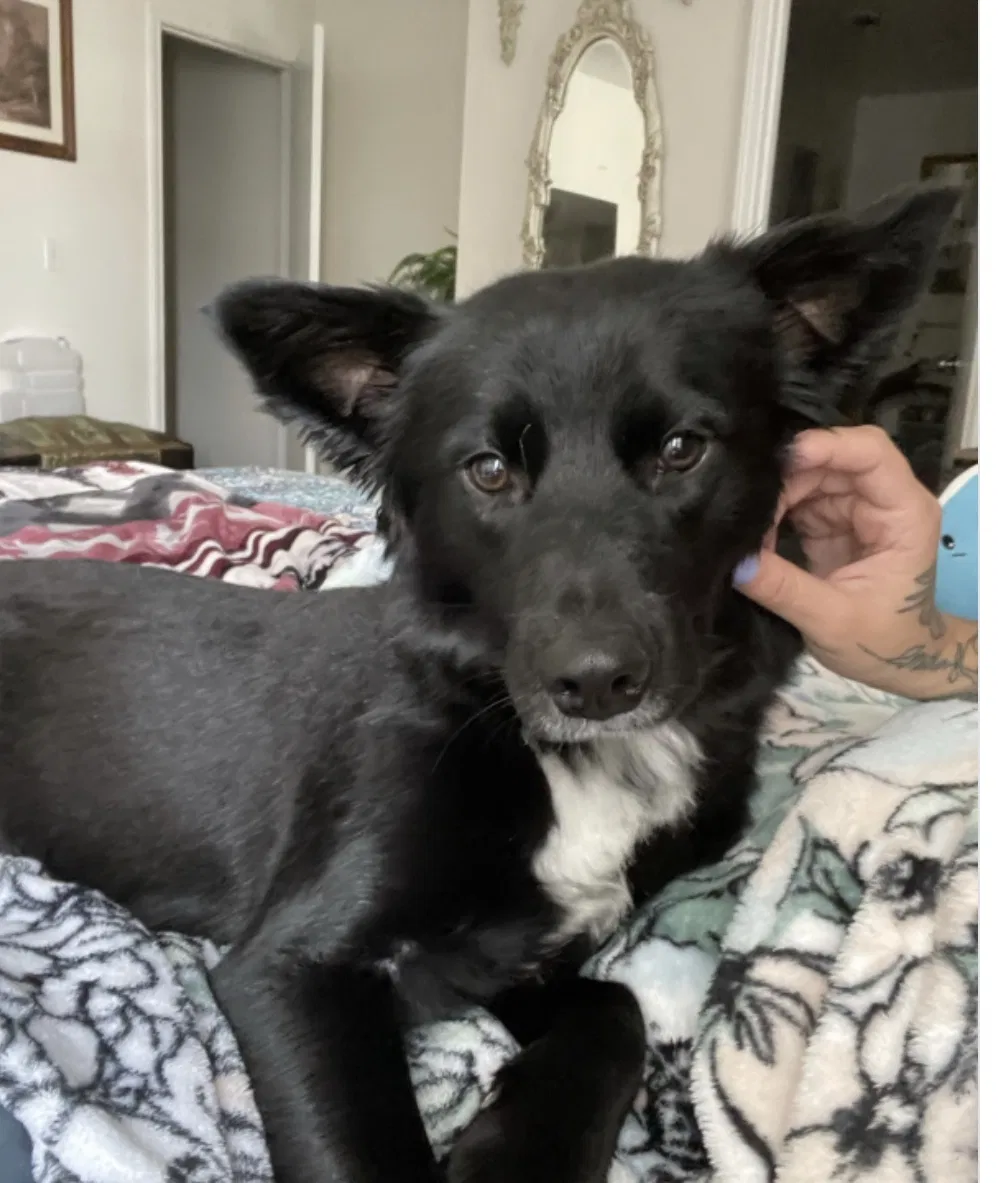 Lost dog in Nampa, ID, 83686