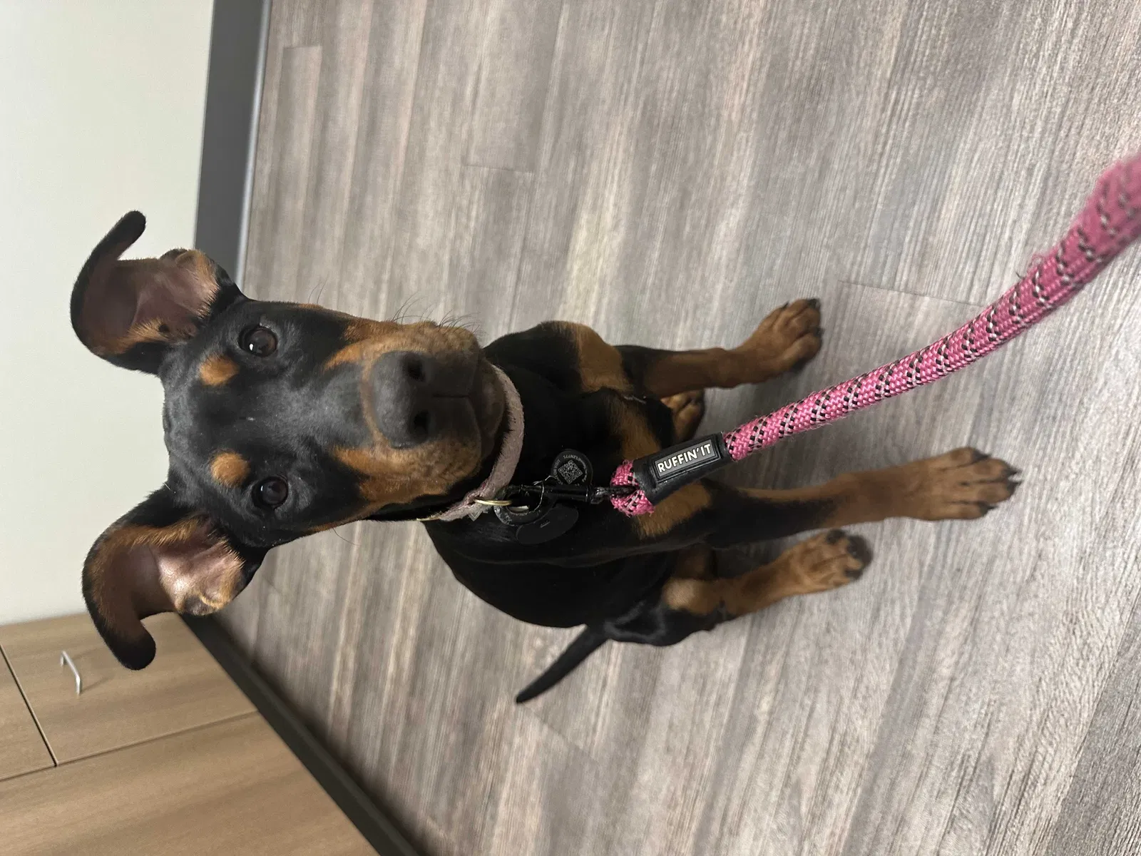 Lost dog in Norfolk, VA, 23503