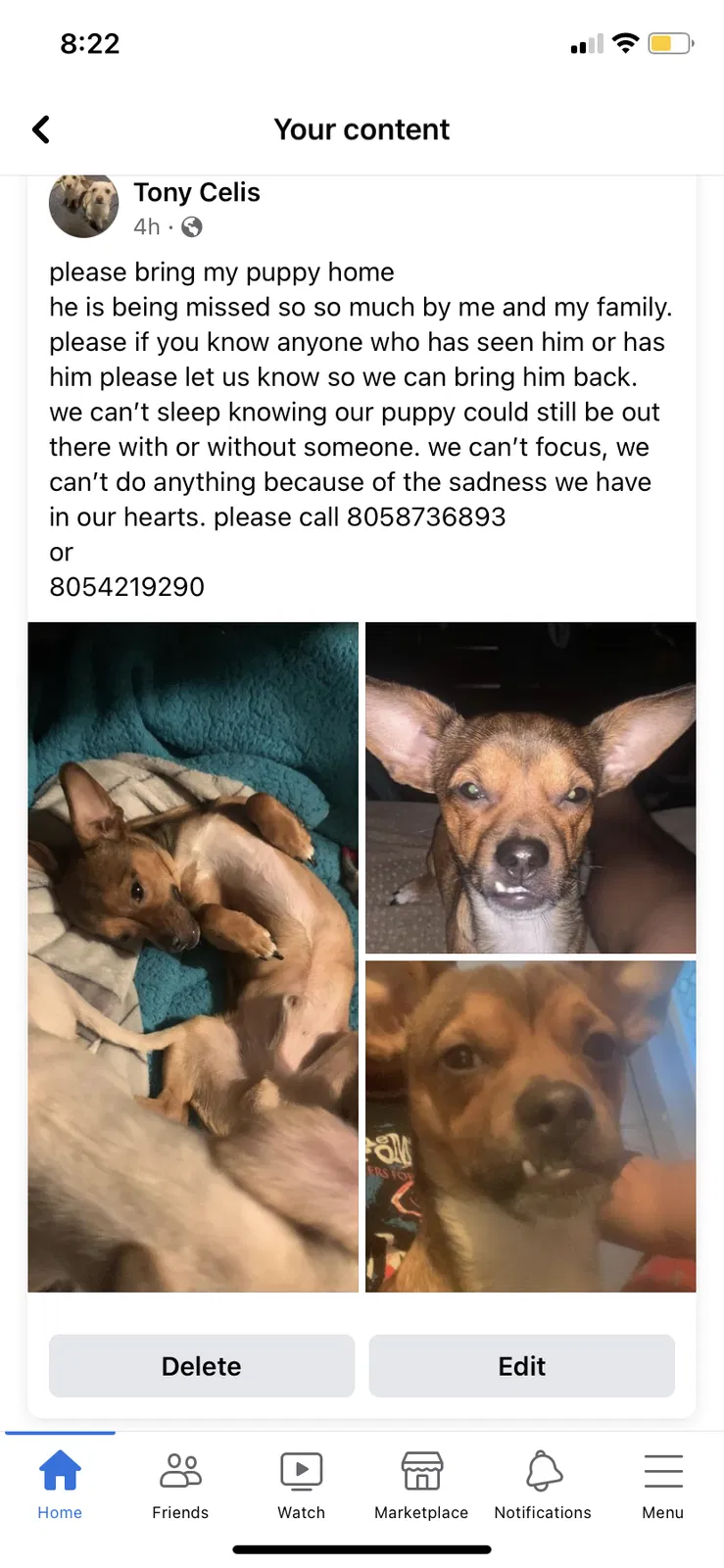 Lost dog in Santa Paula, CA, 93060