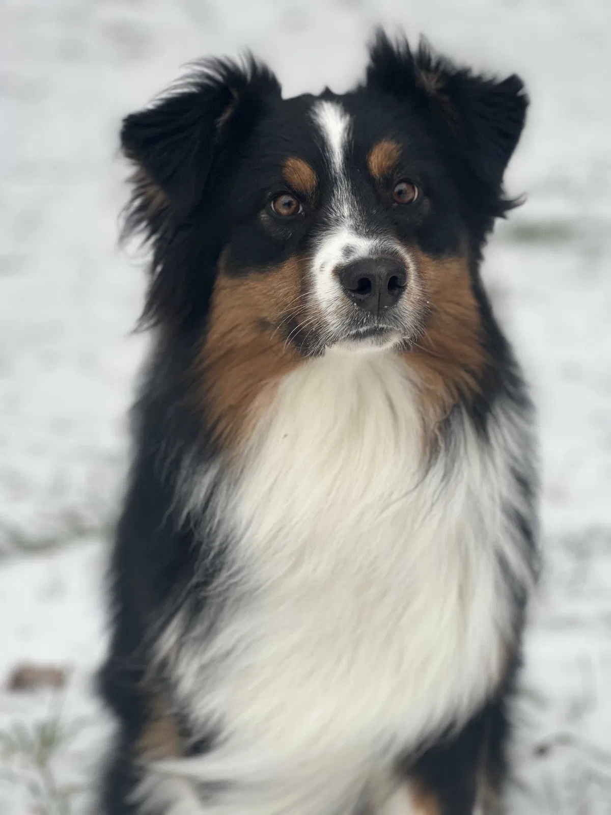 Lost dog in Azle, TX, 76020