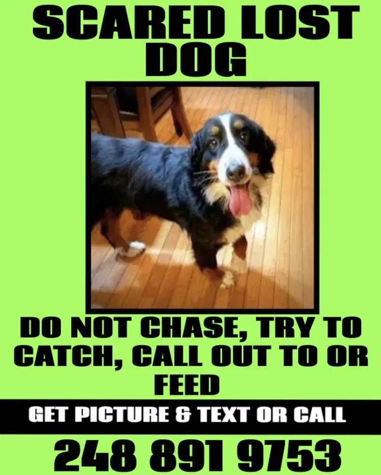 Lost dog in Walled Lake, MI, 48390