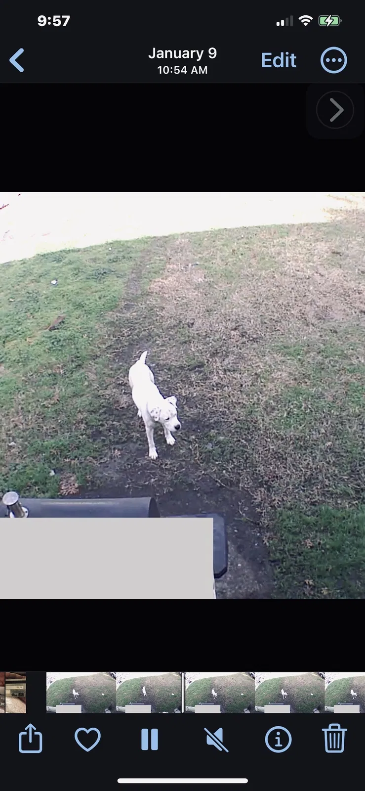 Lost dog in Houston, TX, 77041