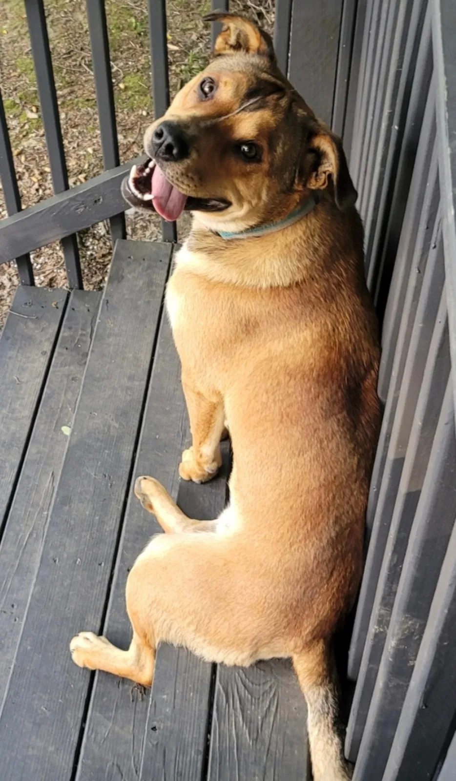 Lost dog in Dunlap, TN, 37327