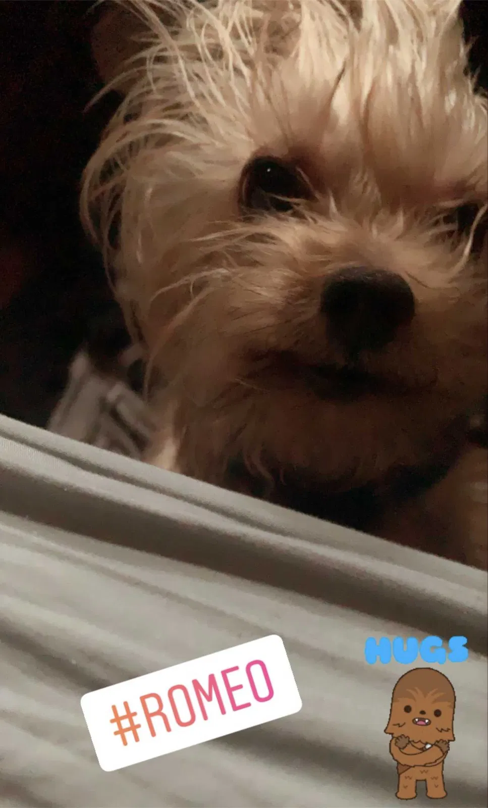 Lost dog in Pacoima, CA, 91331
