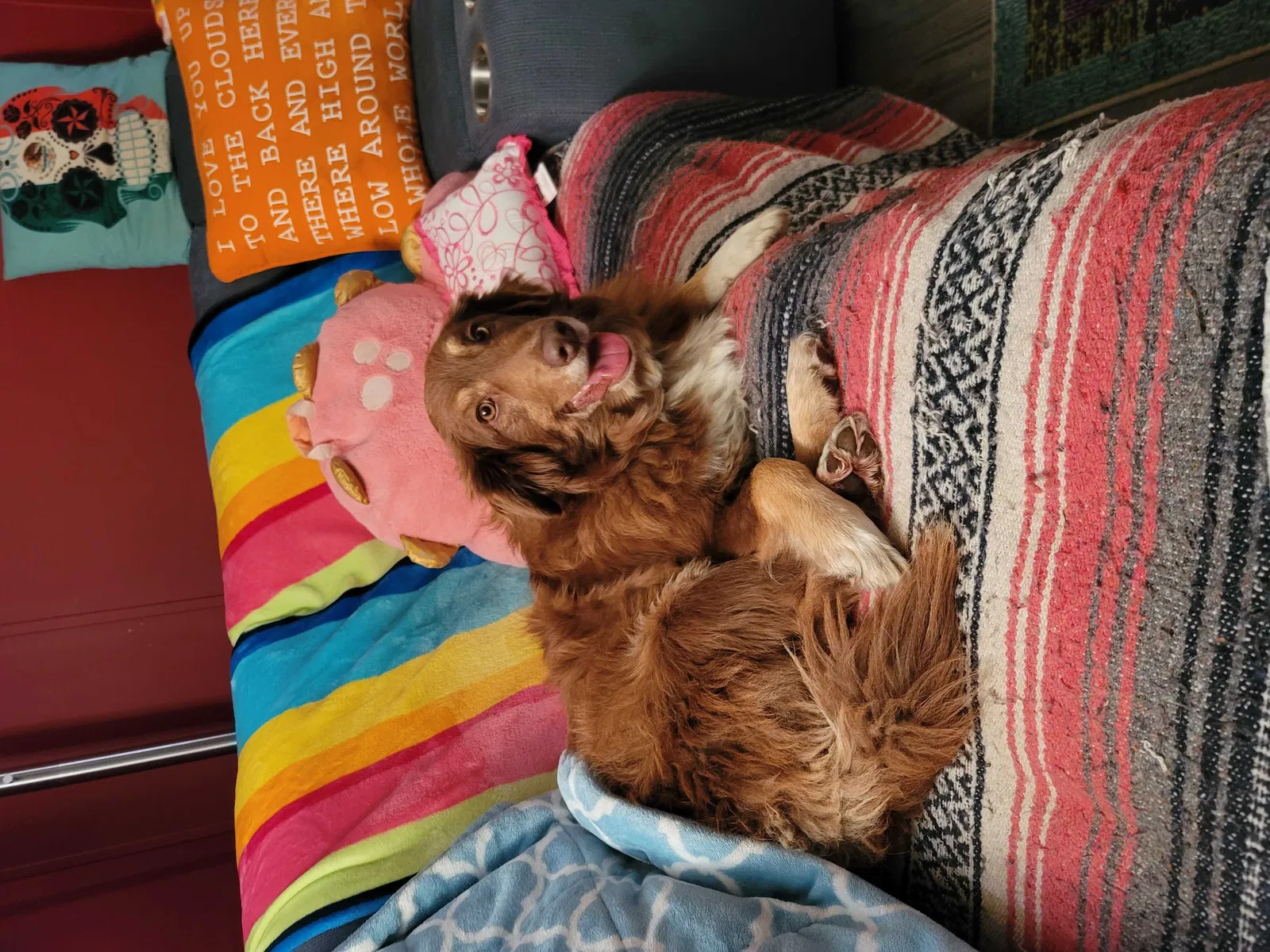 Lost dog in Dunlap, TN, 37327