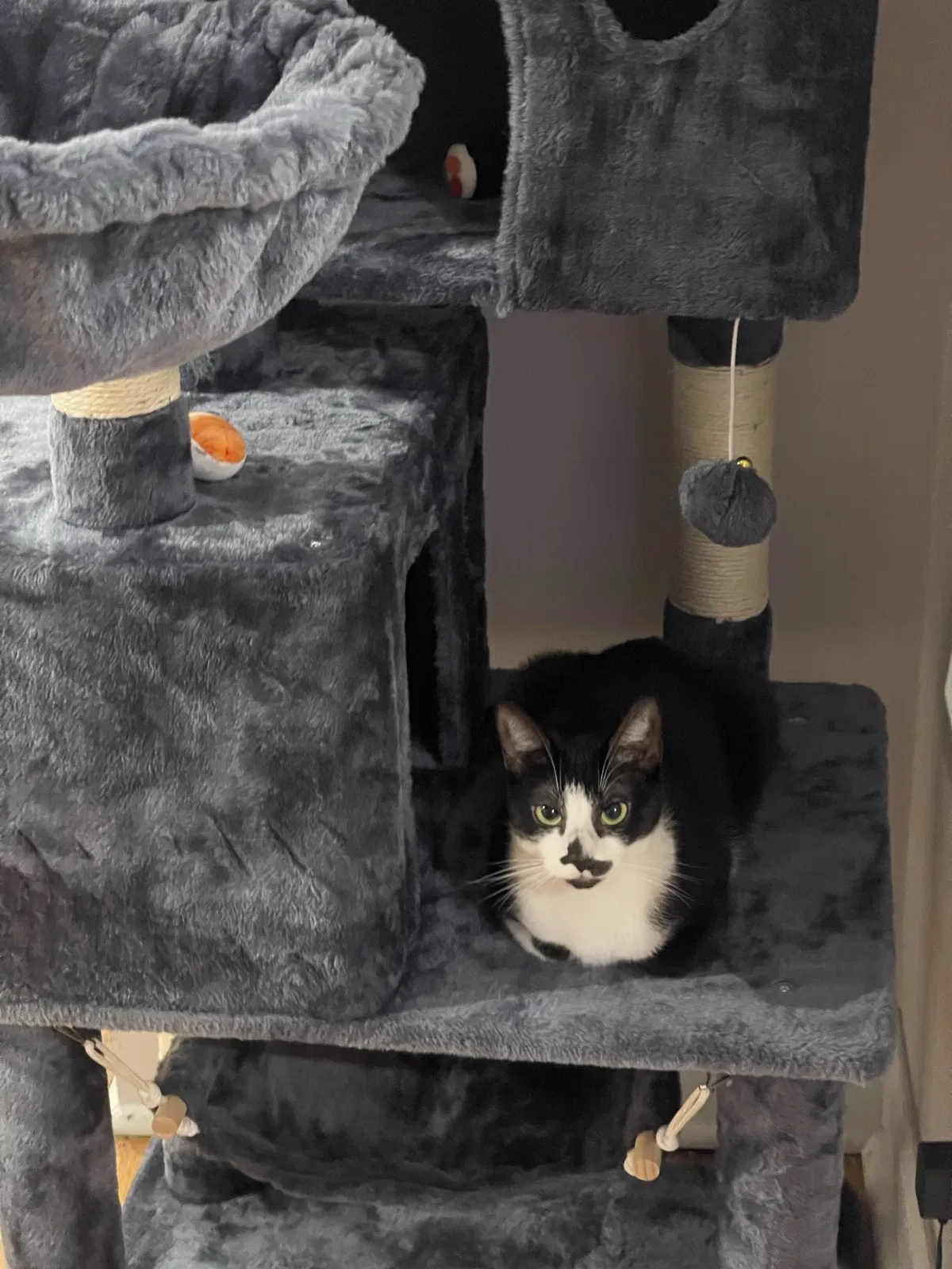 Lost cat in Elizabeth, NJ, 7208
