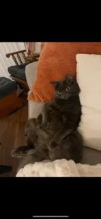 Lost cat in Vancouver, WA, 98686