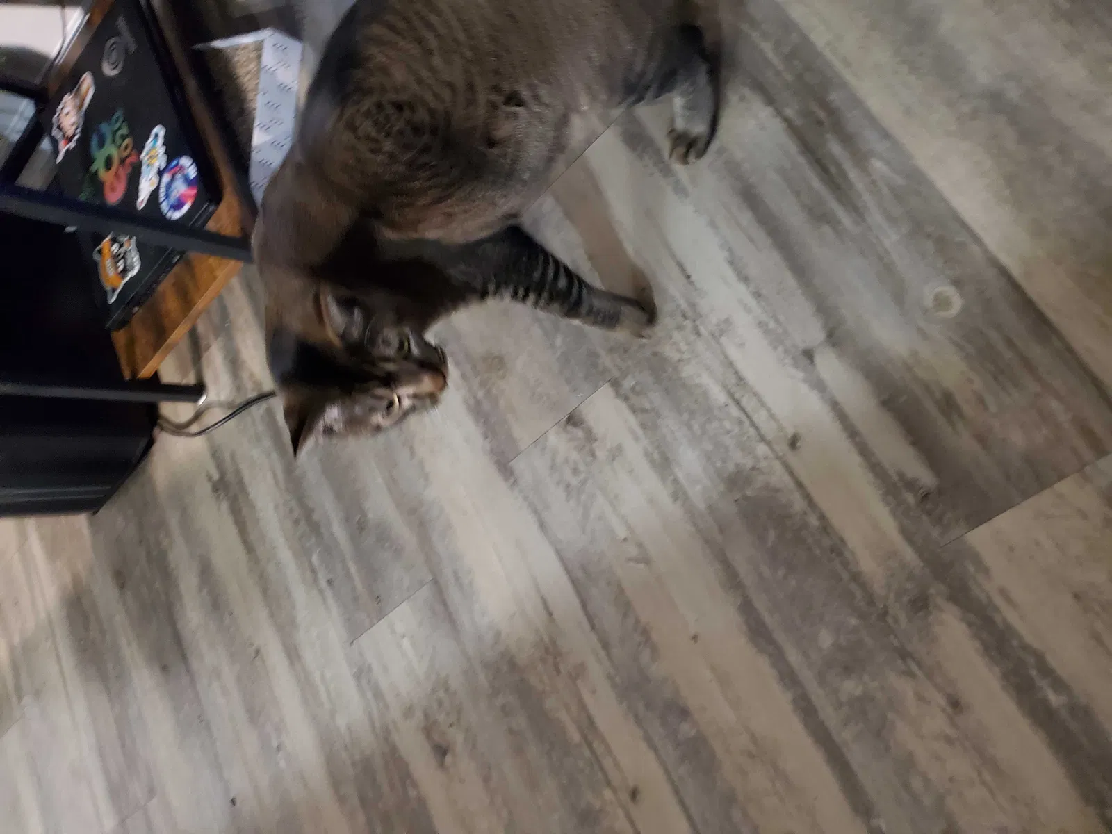Lost cat in Mesa, AZ, 85210