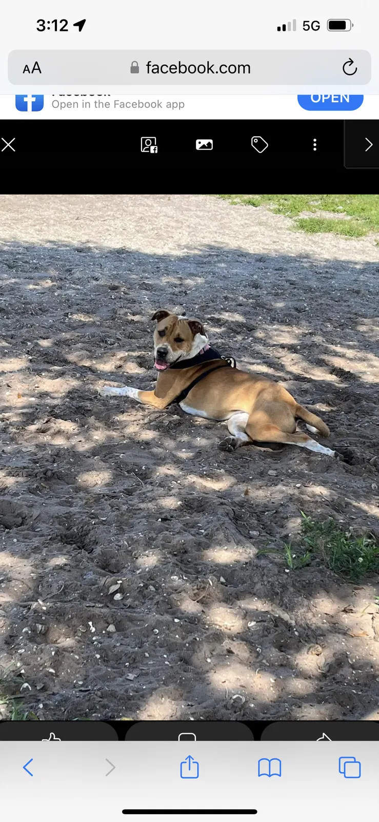 Lost dog in Venice, FL, 34293