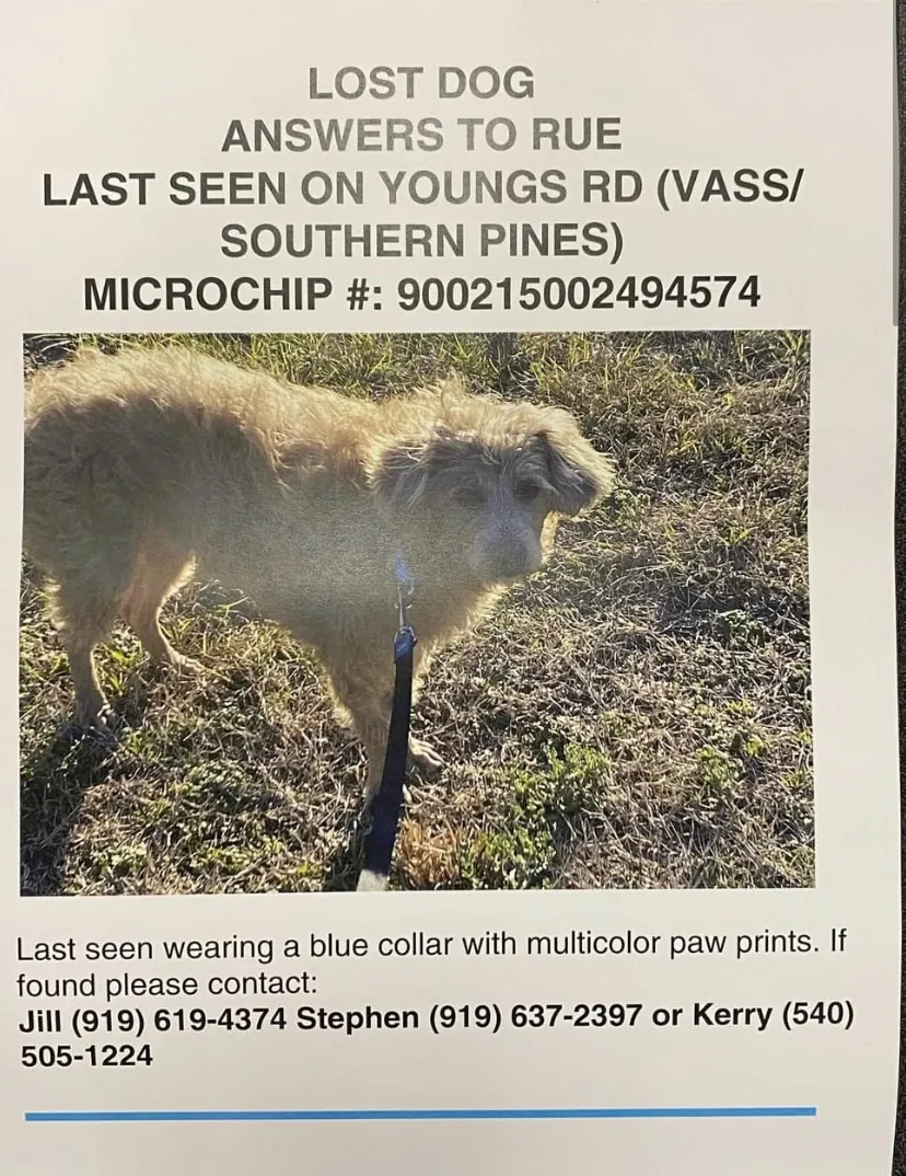 Lost dog in Vass, NC, 28394