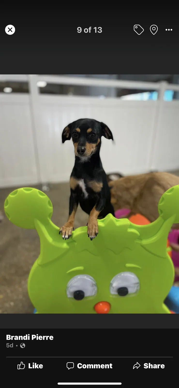 Lost dog in Lafayette, LA, 70508