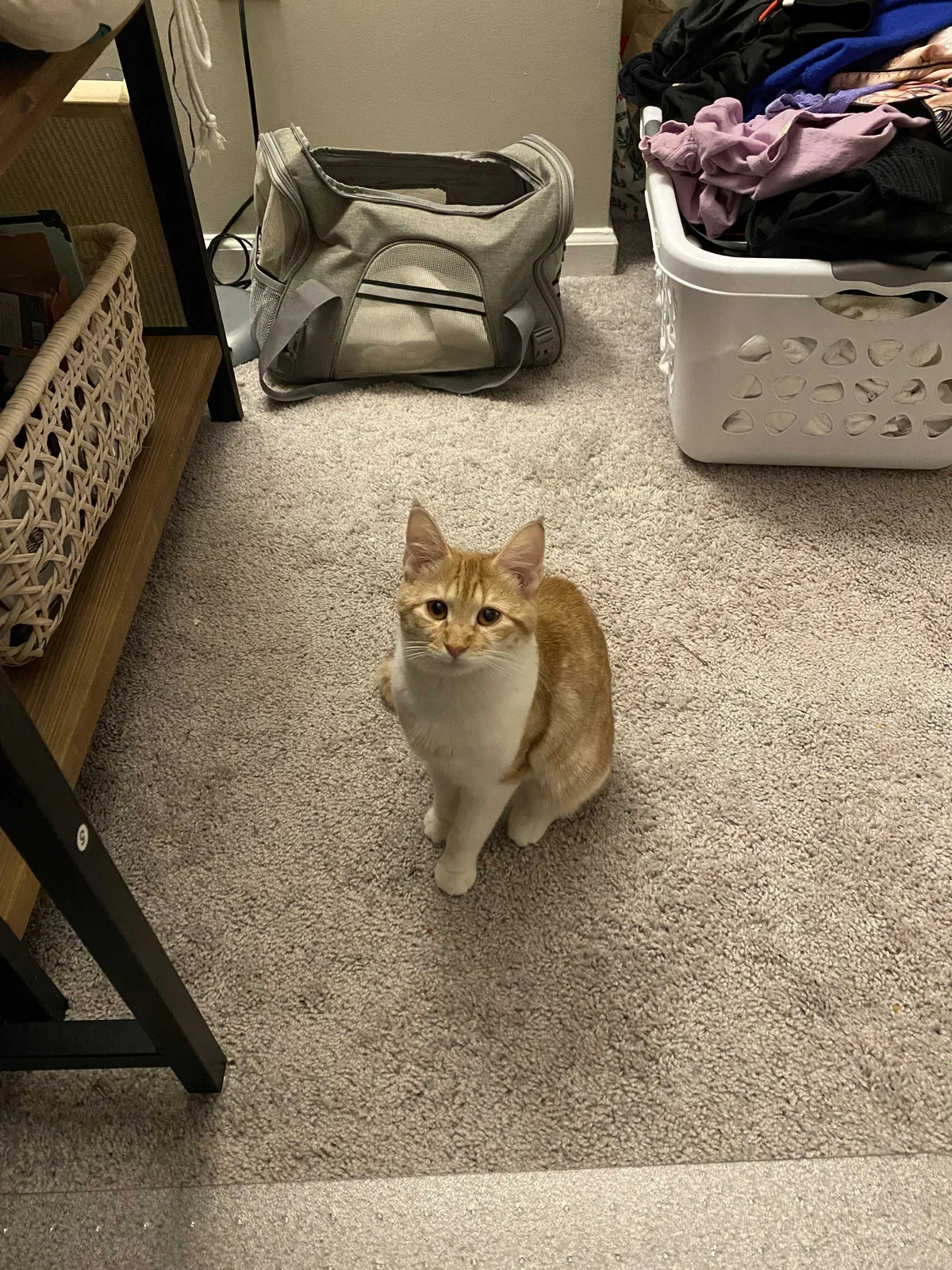 Lost cat in Alpharetta, GA, 30004