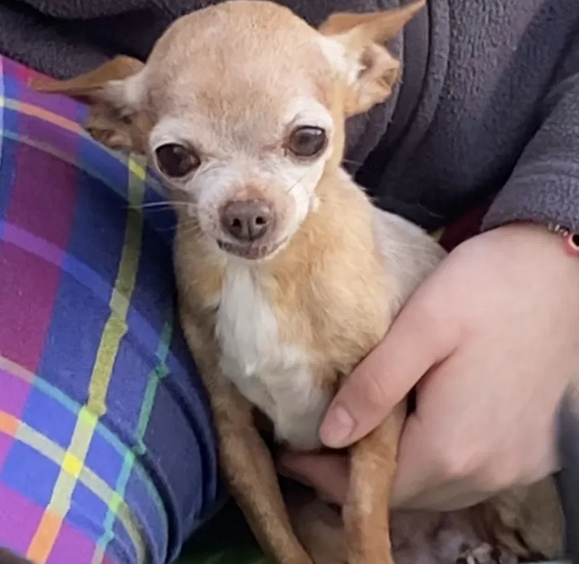 Lost dog in Katy, TX, 77449