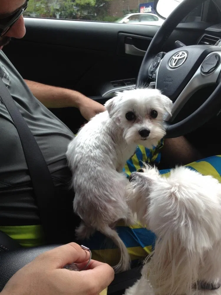 Lost dog in Rowlett, TX, 75089