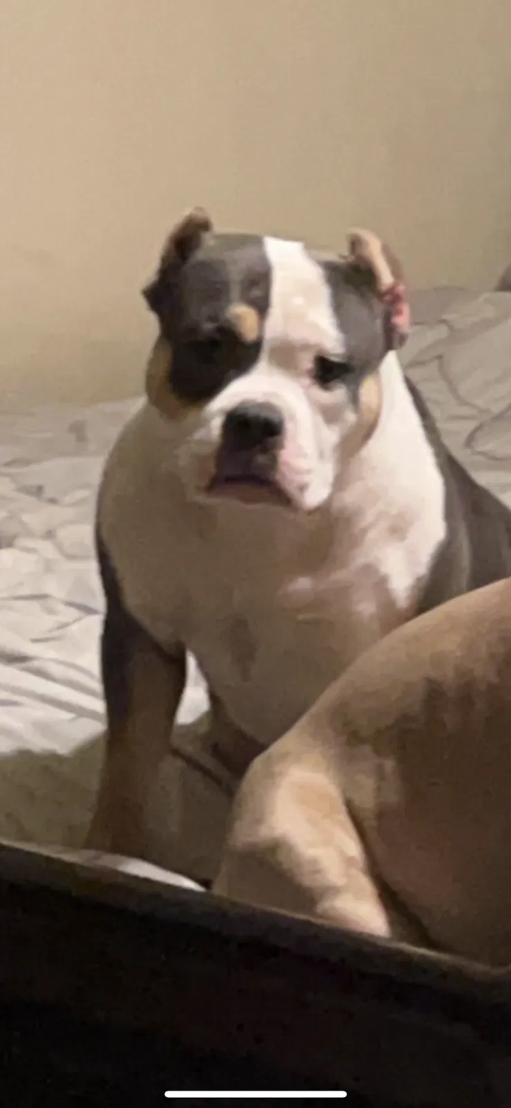 Lost dog in Tulsa, OK, 74135