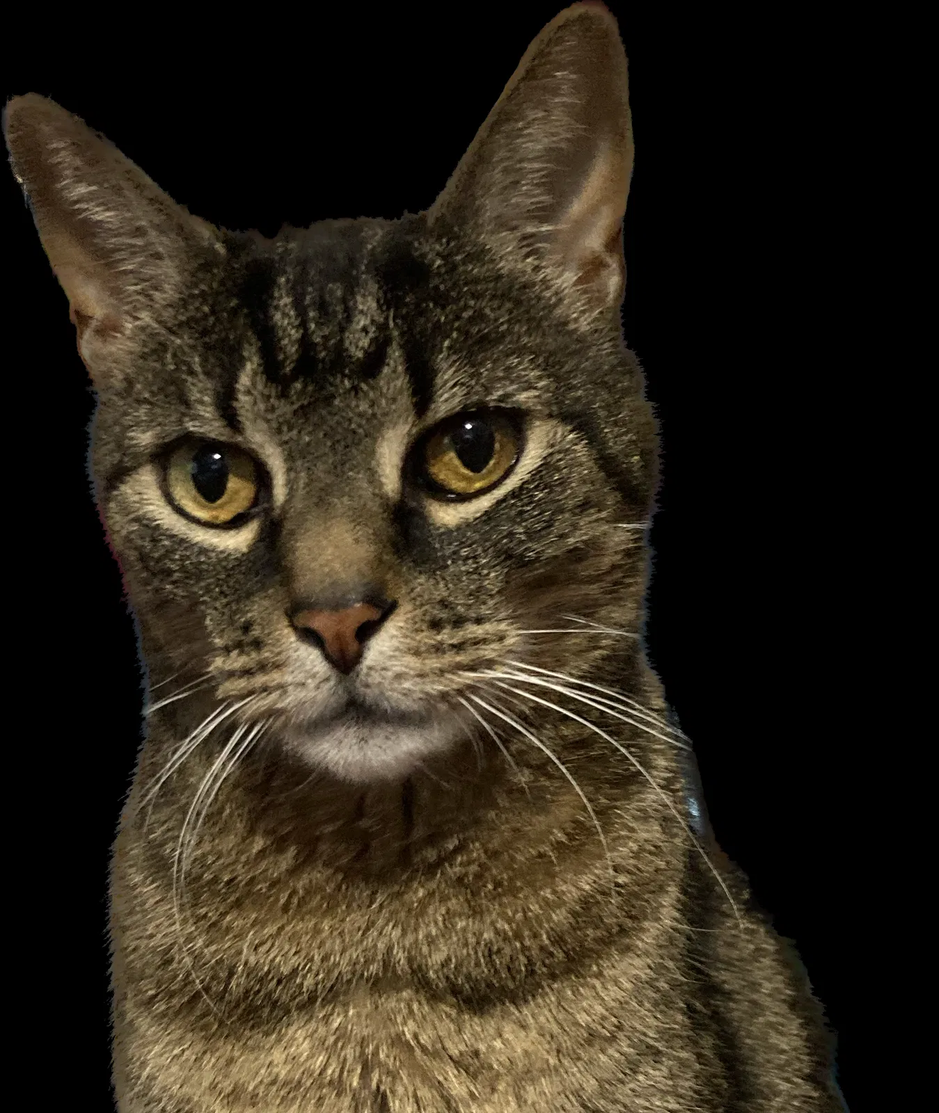 Lost cat in Ramsey, NJ, 7446