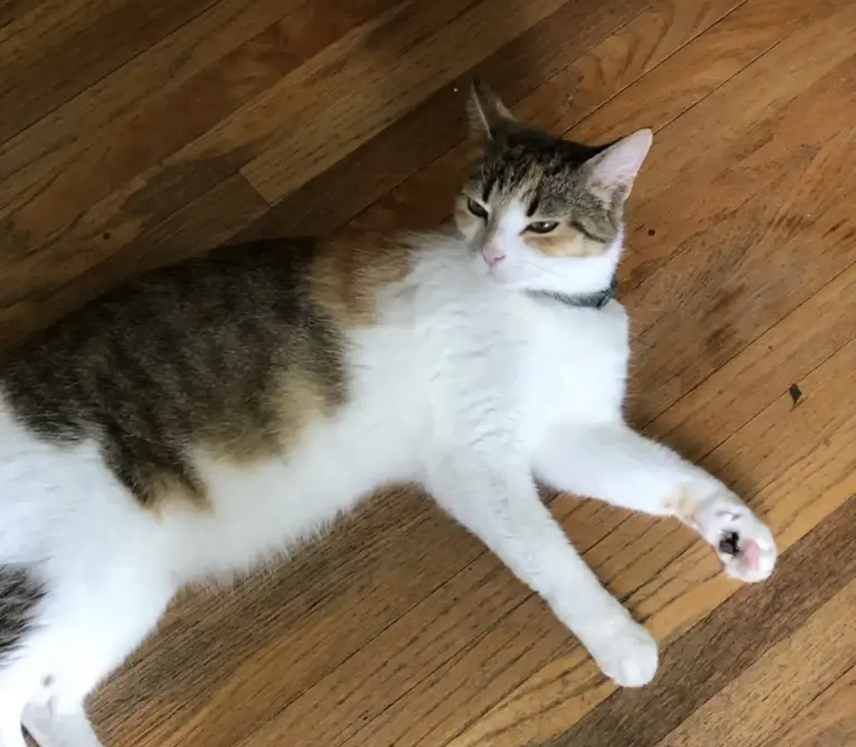 Lost cat in Winston Salem, NC, 27101