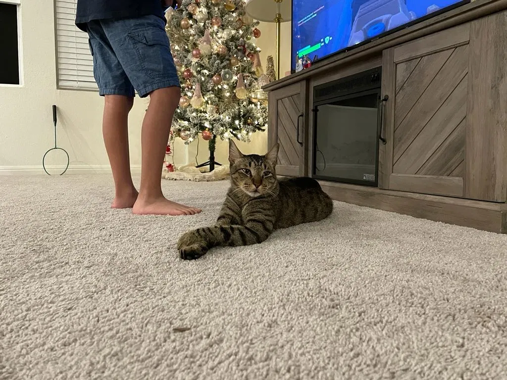Lost cat in Hutto, TX, 78634