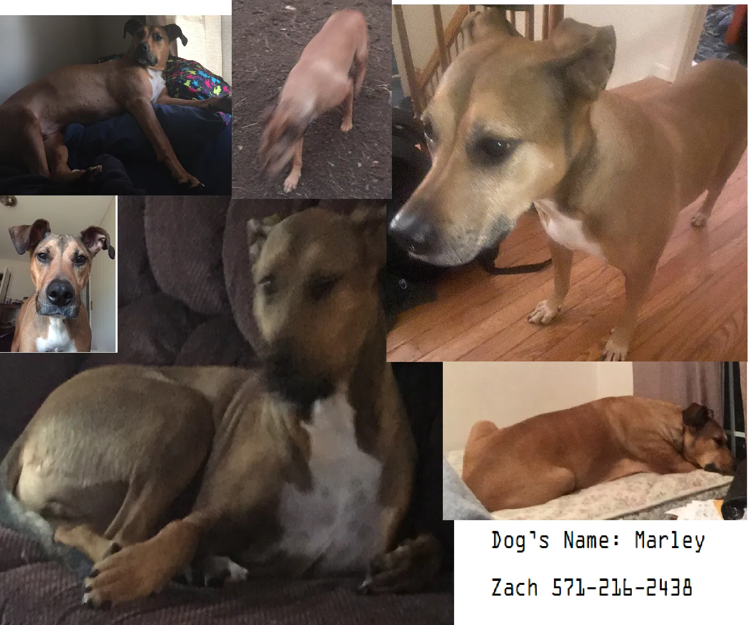 Lost dog in Fredericksburg, VA, 22407