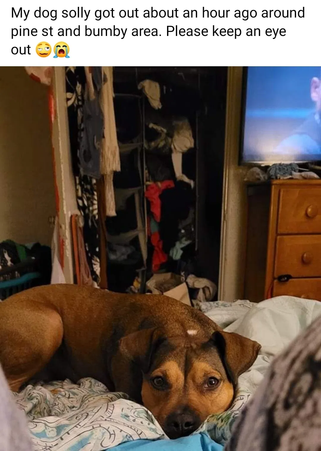 Lost dog in Orlando, FL, 32803