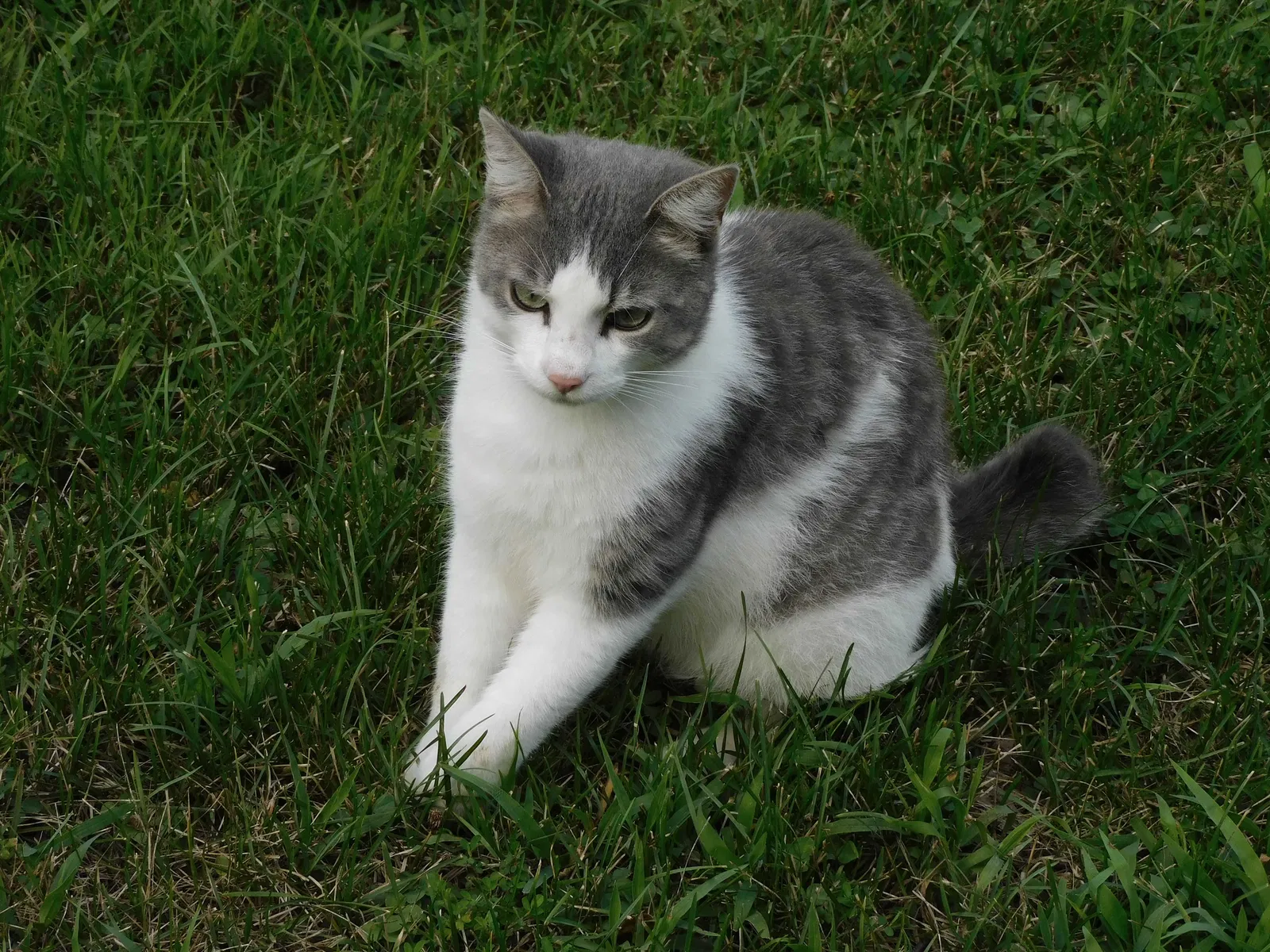 Lost cat in Moscow Mills, MO, 63362
