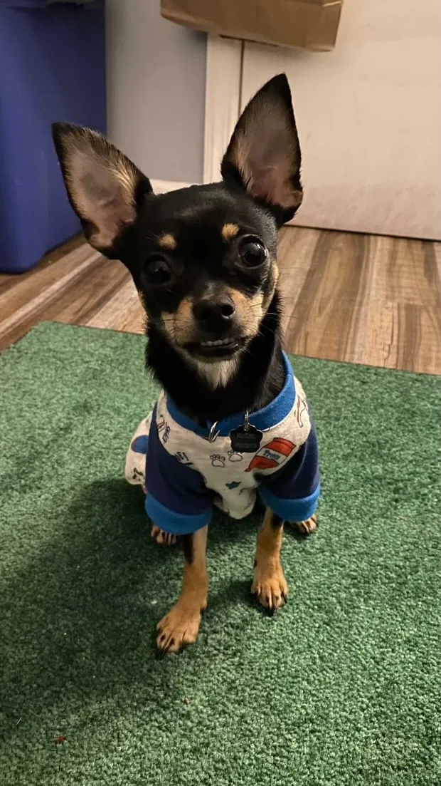 Lost dog in Paterson, NJ, 7522