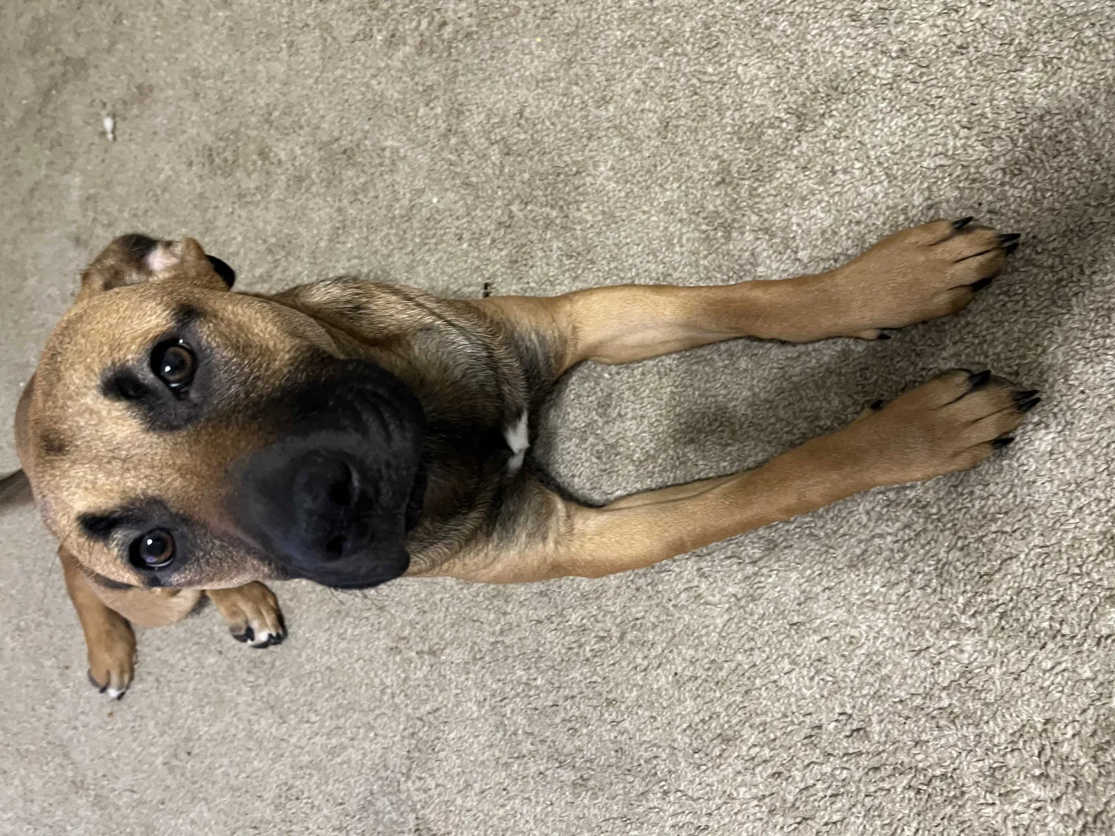 Lost dog in Houston, TX, 77082