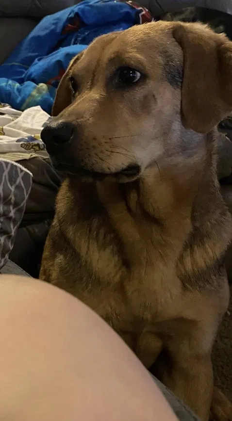 Lost dog in Mooresburg, TN, 37811